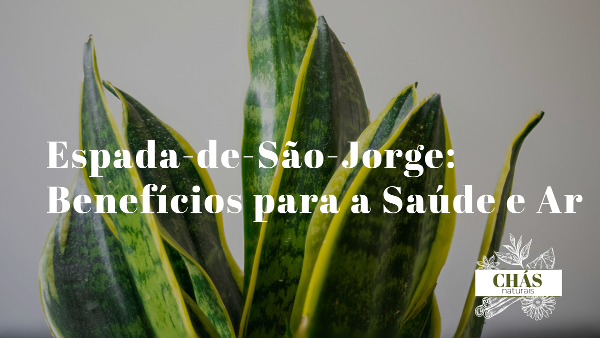 espada-de-são-jorge benefícios — folhas verticais de Sansevieria trifasciata 'Laurentii' em sala