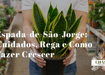 espada-de-são-jorge cuidados — Sansevieria trifasciata em vaso elegante em sala iluminada