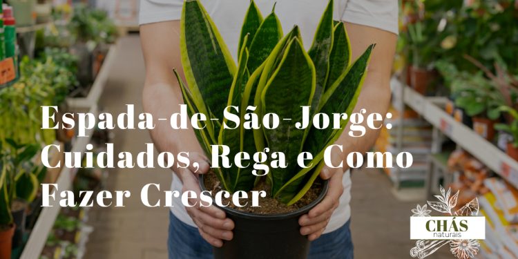espada-de-são-jorge cuidados — Sansevieria trifasciata em vaso elegante em sala iluminada