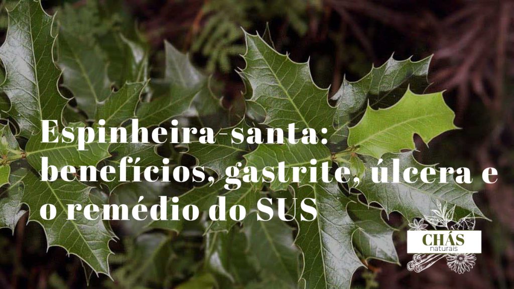 espinheira-santa benefícios — folhas dentadas de Maytenus ilicifolia planta do Sul do Brasil