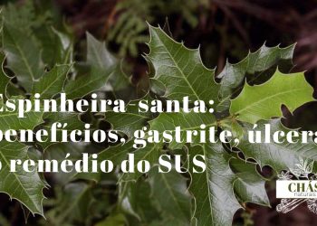 espinheira-santa benefícios — folhas dentadas de Maytenus ilicifolia planta do Sul do Brasil