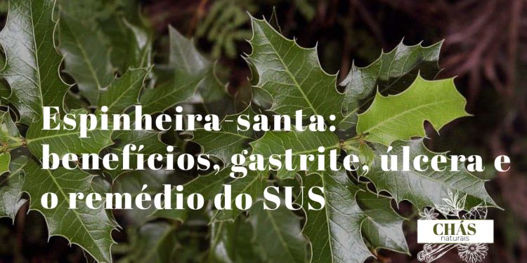espinheira-santa benefícios — folhas dentadas de Maytenus ilicifolia planta do Sul do Brasil