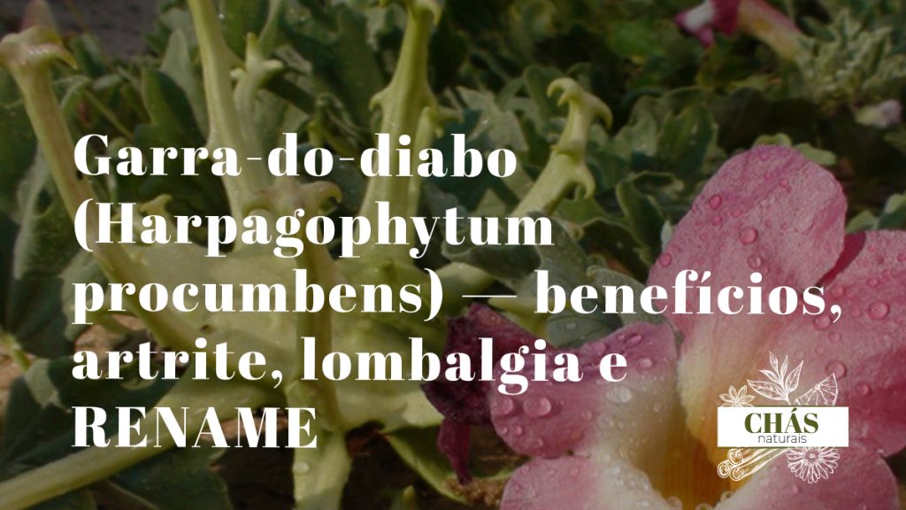 garra-do-diabo benefícios — fruto com ganchos de Harpagophytum procumbens no deserto do Kalahari