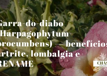 garra-do-diabo benefícios — fruto com ganchos de Harpagophytum procumbens no deserto do Kalahari
