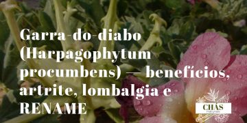 garra-do-diabo benefícios — fruto com ganchos de Harpagophytum procumbens no deserto do Kalahari