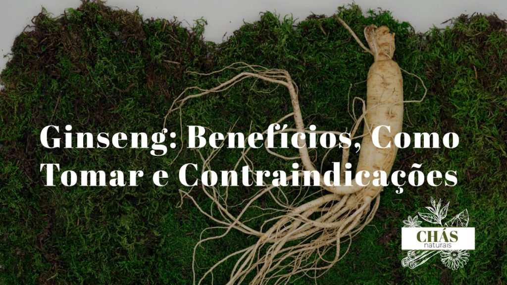 ginseng benefícios — raiz de ginseng Panax ginseng fresca e seca com cápsulas de suplemento