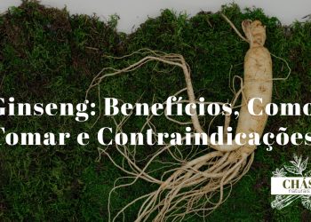 ginseng benefícios — raiz de ginseng Panax ginseng fresca e seca com cápsulas de suplemento
