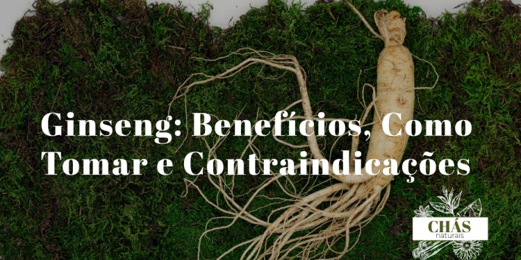 ginseng benefícios — raiz de ginseng Panax ginseng fresca e seca com cápsulas de suplemento