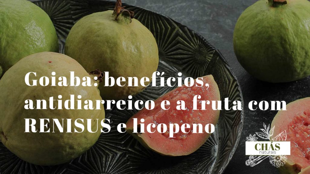 goiaba benefícios — frutos de Psidium guajava maduros vermelhos e brancos na goiabeira