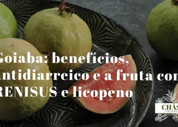goiaba benefícios — frutos de Psidium guajava maduros vermelhos e brancos na goiabeira
