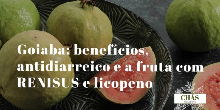 goiaba benefícios — frutos de Psidium guajava maduros vermelhos e brancos na goiabeira