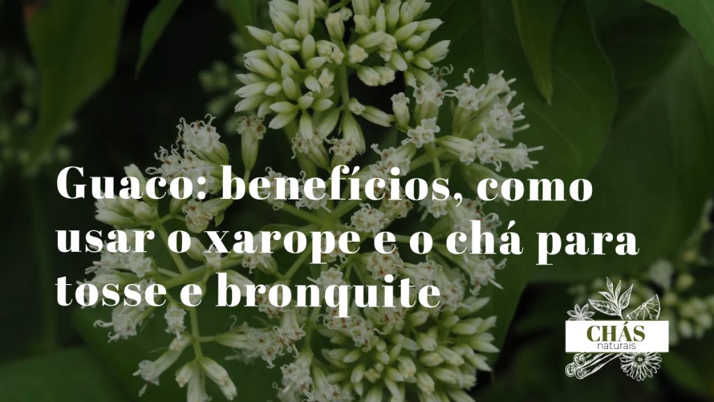 guaco benefícios — folhas da trepadeira Mikania glomerata erva-de-cobra em floresta brasileira