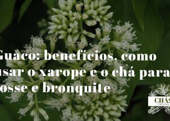 guaco benefícios — folhas da trepadeira Mikania glomerata erva-de-cobra em floresta brasileira
