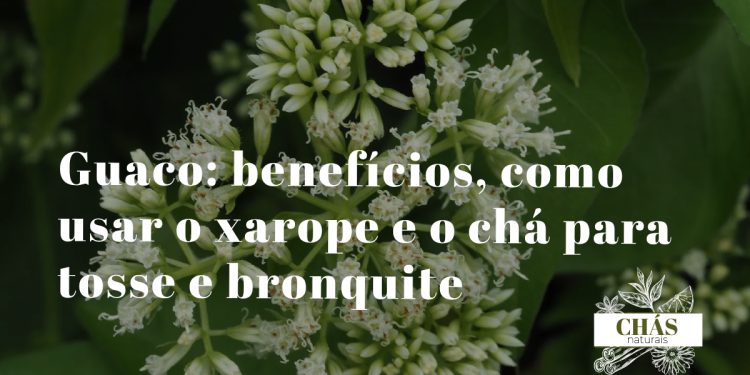 guaco benefícios — folhas da trepadeira Mikania glomerata erva-de-cobra em floresta brasileira