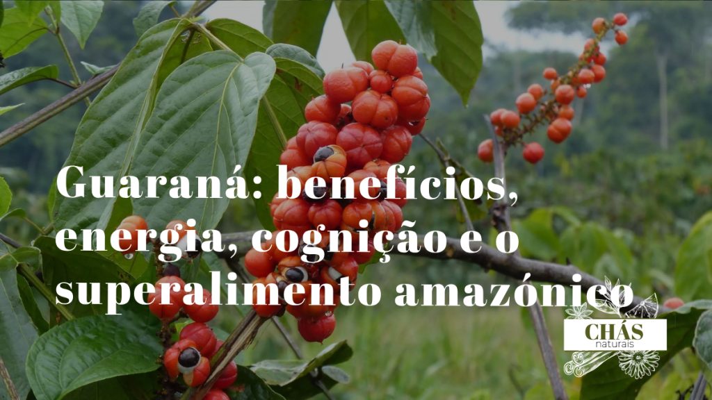 guaraná benefícios — frutos de Paullinia cupana com sementes vermelhas e pretas característicos