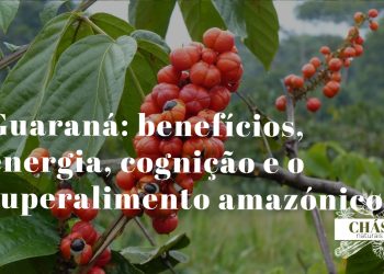 guaraná benefícios — frutos de Paullinia cupana com sementes vermelhas e pretas característicos