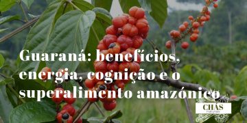 guaraná benefícios — frutos de Paullinia cupana com sementes vermelhas e pretas característicos