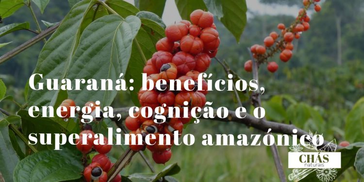 guaraná benefícios — frutos de Paullinia cupana com sementes vermelhas e pretas característicos