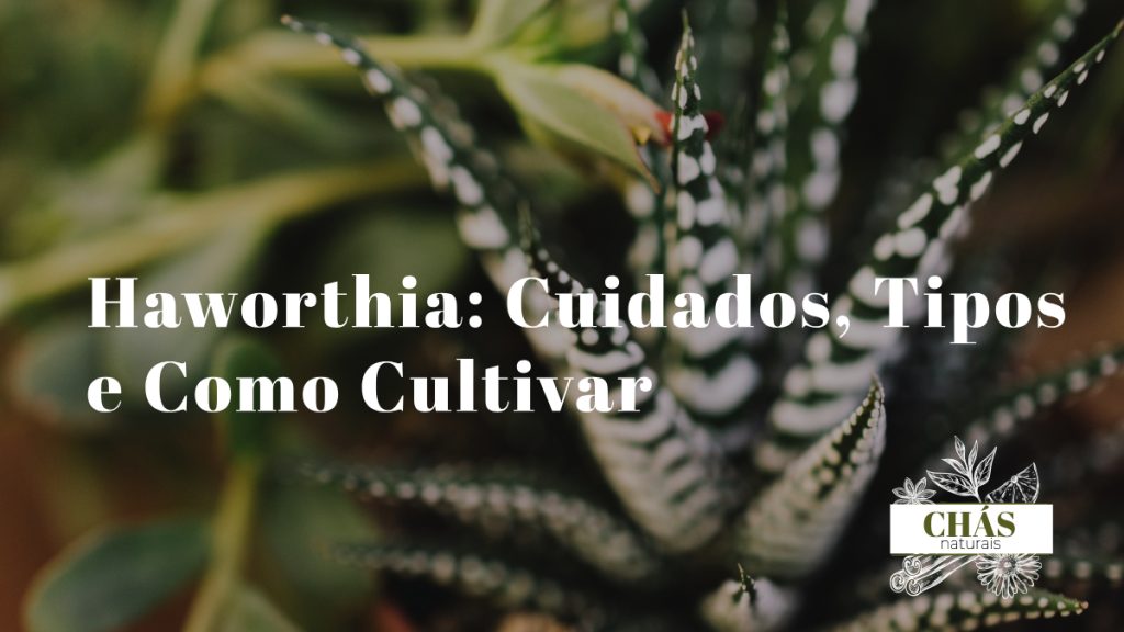 haworthia cuidados — haworthia fasciata em vaso de terracota com listras brancas