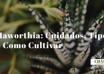 haworthia cuidados — haworthia fasciata em vaso de terracota com listras brancas