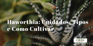 haworthia cuidados — haworthia fasciata em vaso de terracota com listras brancas