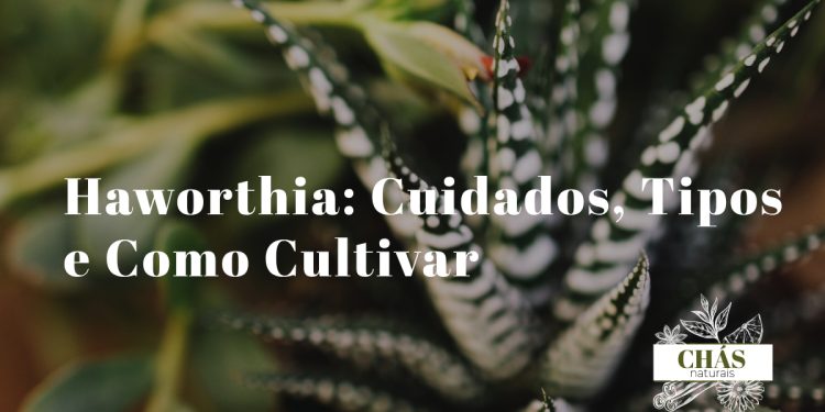 haworthia cuidados — haworthia fasciata em vaso de terracota com listras brancas