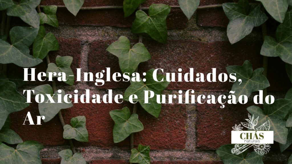 hera-inglesa cuidados — Hedera helix em vaso suspenso com folhas trilobadas verdes