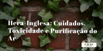 hera-inglesa cuidados — Hedera helix em vaso suspenso com folhas trilobadas verdes
