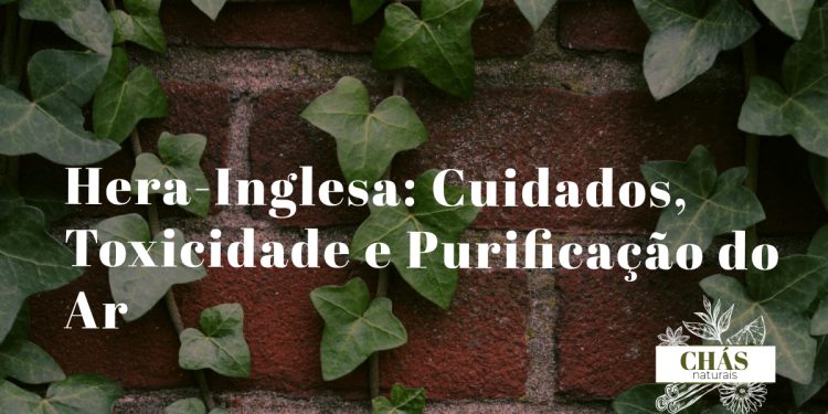 hera-inglesa cuidados — Hedera helix em vaso suspenso com folhas trilobadas verdes