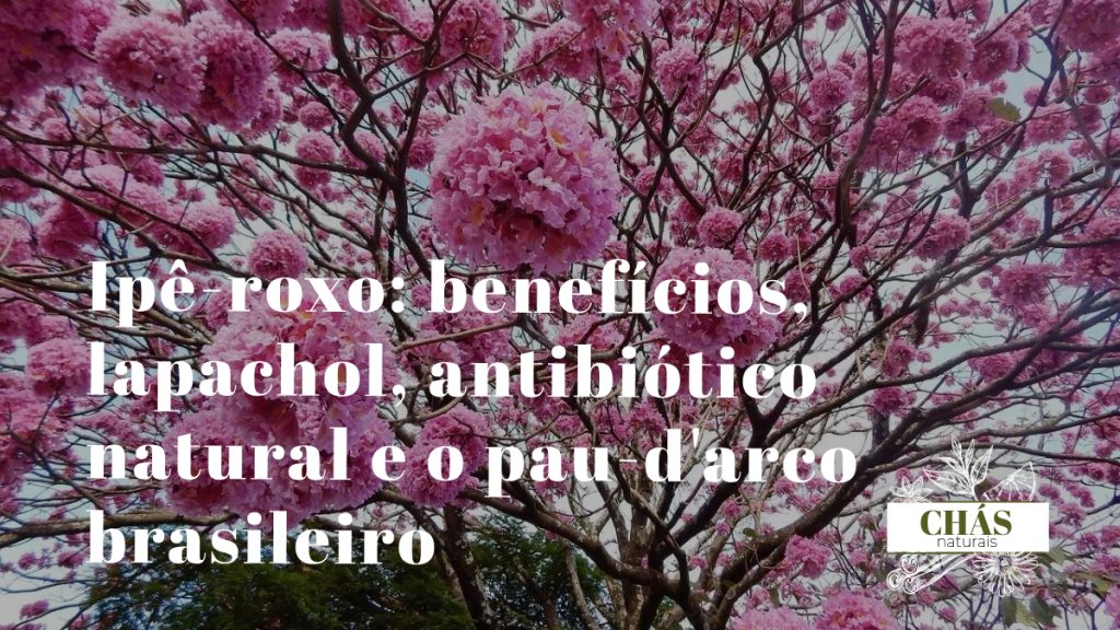 ipê-roxo benefícios — flores roxas de Handroanthus impetiginosus em árvore florida