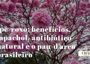 ipê-roxo benefícios — flores roxas de Handroanthus impetiginosus em árvore florida