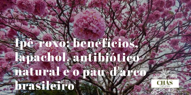 ipê-roxo benefícios — flores roxas de Handroanthus impetiginosus em árvore florida
