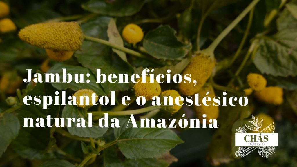 jambu benefícios — flores e folhas de Acmella oleracea planta amazónica do Pará