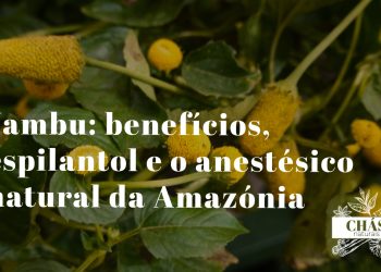 jambu benefícios — flores e folhas de Acmella oleracea planta amazónica do Pará