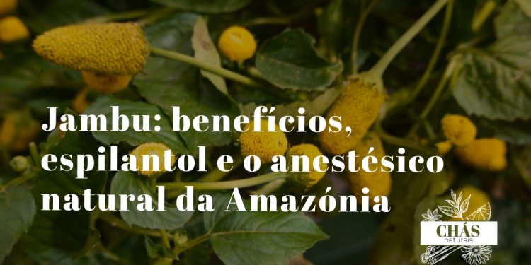 jambu benefícios — flores e folhas de Acmella oleracea planta amazónica do Pará
