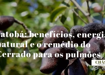 jatobá benefícios — casca e fruto de Hymenaea courbaril árvore do Cerrado brasileiro