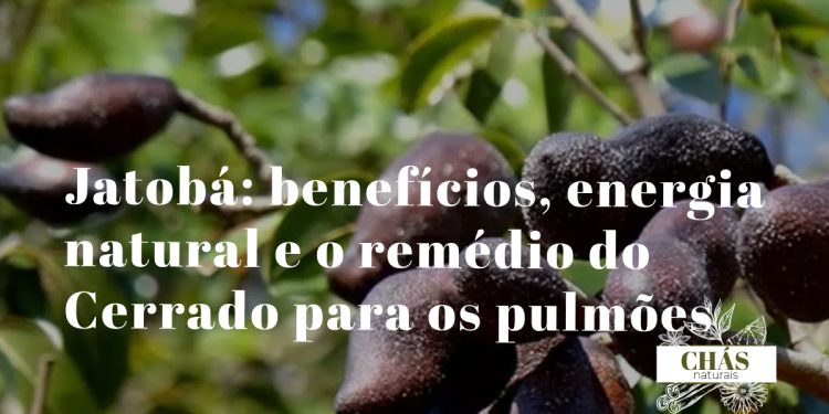 jatobá benefícios — casca e fruto de Hymenaea courbaril árvore do Cerrado brasileiro