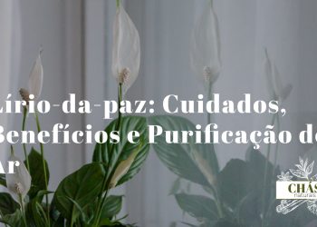 lírio-da-paz cuidados — Spathiphyllum wallisii com flor branca em vaso elegante