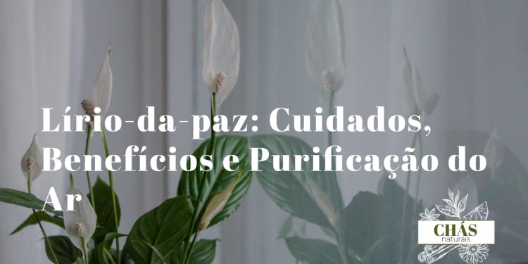 lírio-da-paz cuidados — Spathiphyllum wallisii com flor branca em vaso elegante