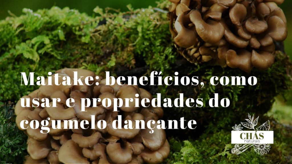 maitake benefícios — cogumelo Grifola frondosa fresco em forma de leque sobre fundo florestal