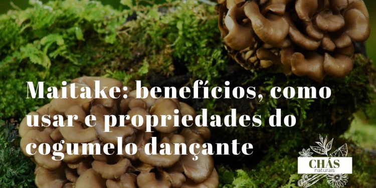 maitake benefícios — cogumelo Grifola frondosa fresco em forma de leque sobre fundo florestal