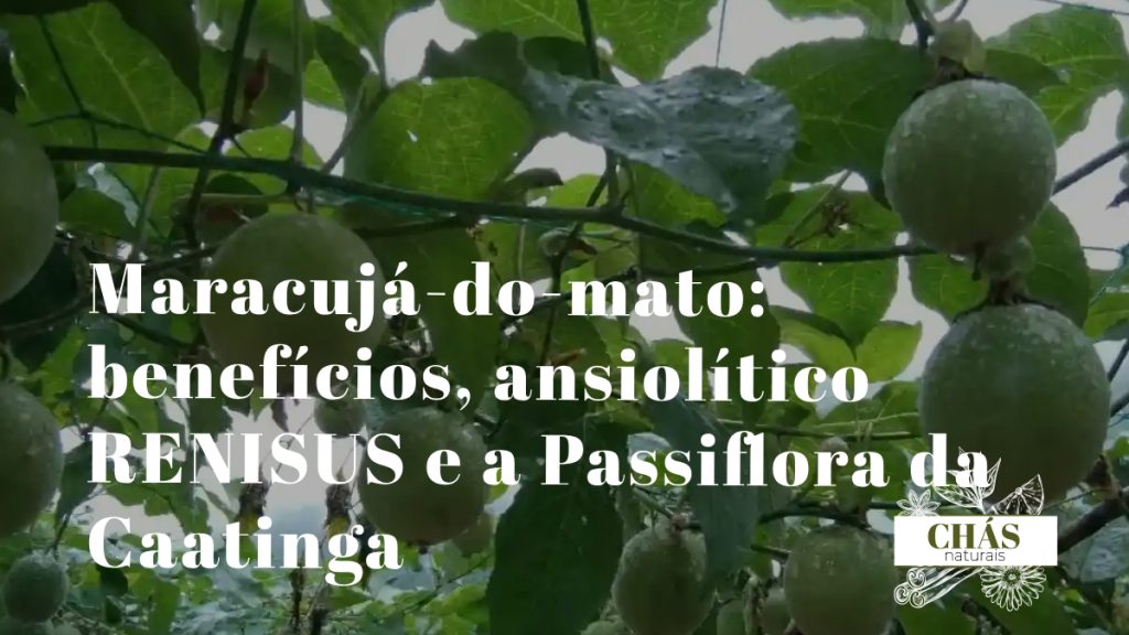 maracujá-do-mato benefícios — flores roxas de Passiflora cincinnata trepadeira da Caatinga brasileira