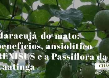 maracujá-do-mato benefícios — flores roxas de Passiflora cincinnata trepadeira da Caatinga brasileira