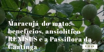maracujá-do-mato benefícios — flores roxas de Passiflora cincinnata trepadeira da Caatinga brasileira
