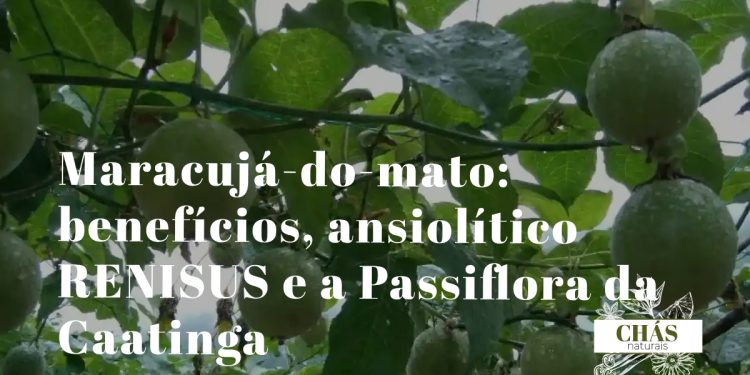 maracujá-do-mato benefícios — flores roxas de Passiflora cincinnata trepadeira da Caatinga brasileira