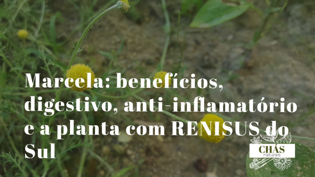 marcela benefícios — inflorescências amarelas de Achyrocline satureioides planta medicinal sul-brasileira