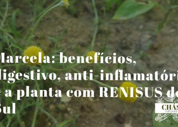 marcela benefícios — inflorescências amarelas de Achyrocline satureioides planta medicinal sul-brasileira