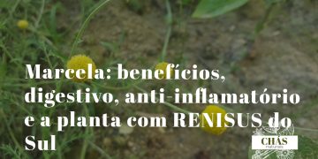marcela benefícios — inflorescências amarelas de Achyrocline satureioides planta medicinal sul-brasileira