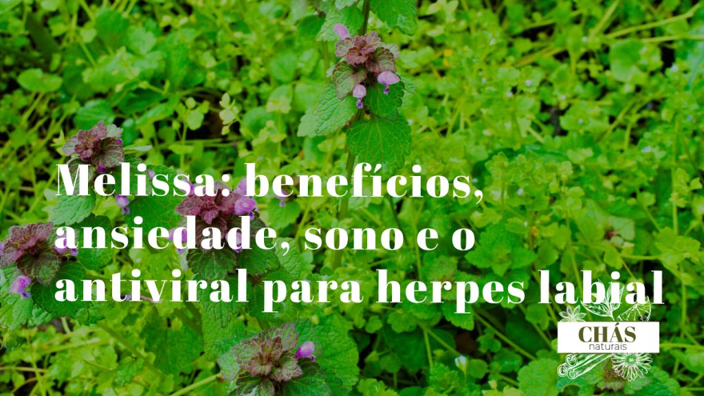melissa benefícios — folhas verdes aromáticas de Melissa officinalis com flores brancas
