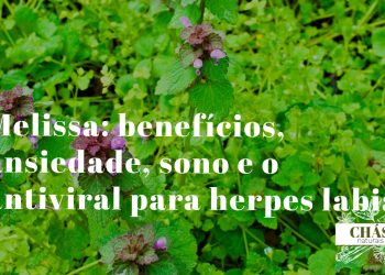 melissa benefícios — folhas verdes aromáticas de Melissa officinalis com flores brancas
